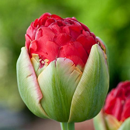 Тюльпан махровый ранний Памплона