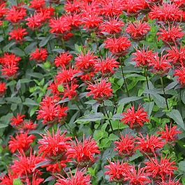 Монарда гибридная Red Shades