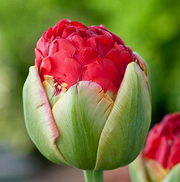 Тюльпан махровый ранний Памплона