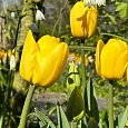 Тюльпан Novi Sun
