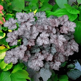 Гейхера Regina