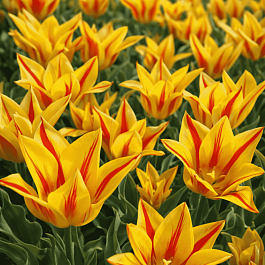 Тюльпан Winnipeg