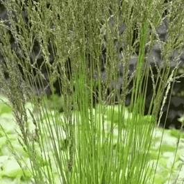 Молиния голубая Torch