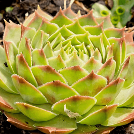 Молодило гибридное Gay Kester