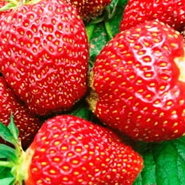 Земляника садовая Царица