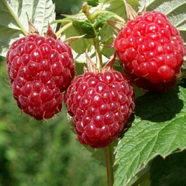 Малина традиционная Бальзам