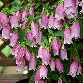 Колокольчик точечный Черри Белз