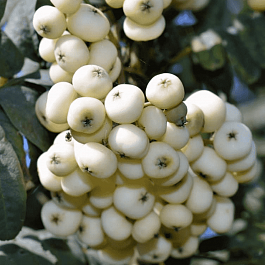 Рябина сладкоплодная Кашмирская