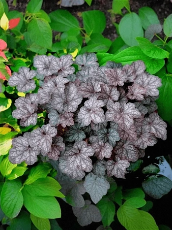 Гейхера Regina