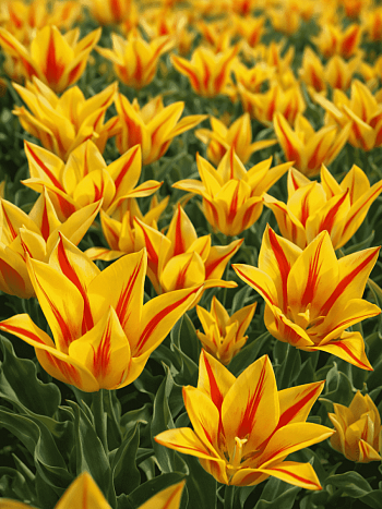 Тюльпан Winnipeg