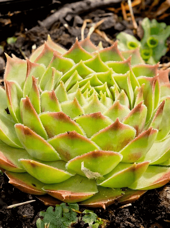 Молодило гибридное Gay Kester