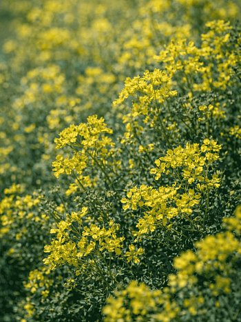 Рута душистая