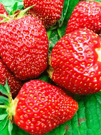 Земляника садовая Царица