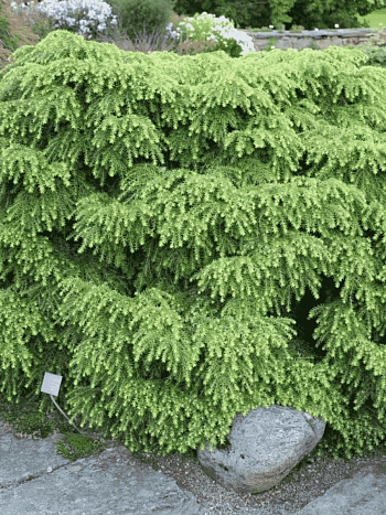 Тсуга канадская