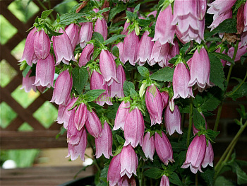 Колокольчик точечный Черри Белз