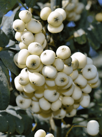 Рябина сладкоплодная Кашмирская