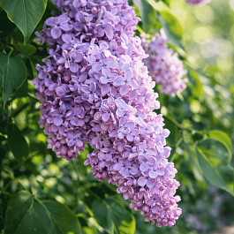 Сирень обыкновенная Алексей Маресьев
