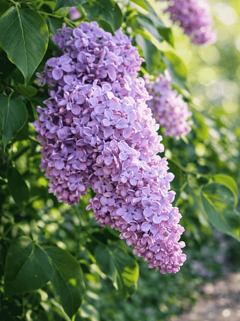 Сирень обыкновенная Алексей Маресьев