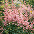 Астильба простолистная Inshriach Pink