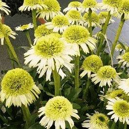 Эхинацея пурпурная Delicious Nougat