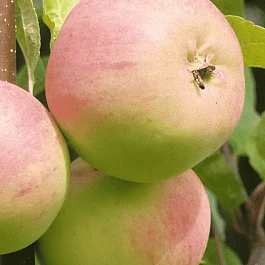 Яблоня Коричное ананасное