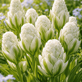 Тюльпан пионовидный Brooklyn