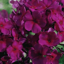 Флокс метельчатый Мишель Мерсье