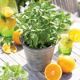 Мята Апельсиновая