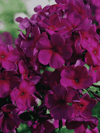 Флокс метельчатый Мишель Мерсье