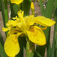 Ирис болотный Flore Plena Ирис болотный Flore Plena