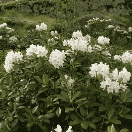 Рододендрон катевбинский Cunningham`s White
