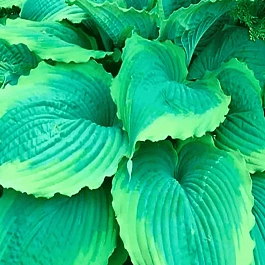 Хоста Spartacus