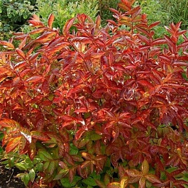 Вейгела цветущая Вингс оф Файер