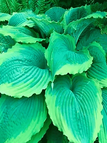 Хоста Spartacus