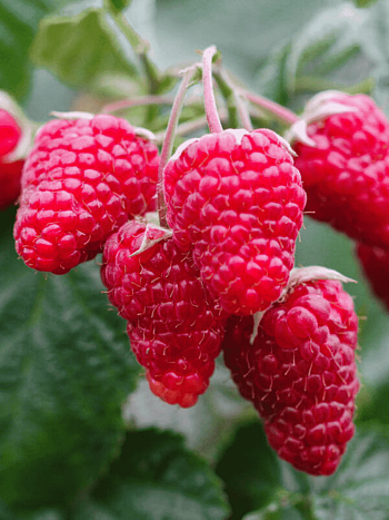 Малина обыкновенная Патриция