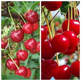 Дерево-сад (2-3х летка) вишня 2 сорта Игрушка-Факел