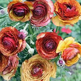 Лютик Пикоти Кафе О Ле