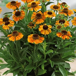 Гелениум гибридный Short and Sassy