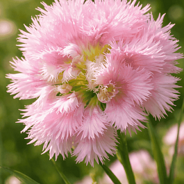 Гвоздика гибридная  Mrs Sinkins