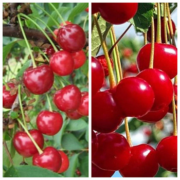 Дерево-сад (2-3х летка) вишня 2 сорта Игрушка-Факел