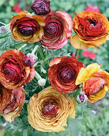 Лютик Пикоти Кафе О Ле