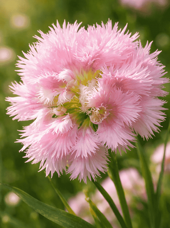 Гвоздика гибридная  Mrs Sinkins