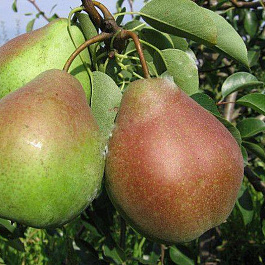 Груша плодовая Аленушка
