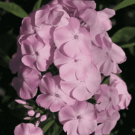 Флокс метельчатый  Доброе Утро