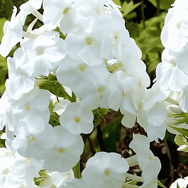 Флокс метельчатый White Admiral