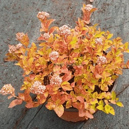 Спирея японская Zen Spirit Gold