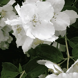 Чубушник Lemoine Mont Blanc