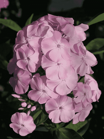 Флокс метельчатый  Доброе Утро