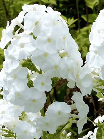 Флокс метельчатый White Admiral