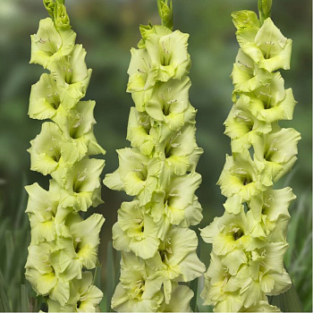 Гладиолус крупноцветковый Спид Дейт